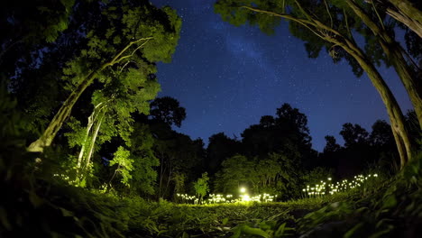 starry night forest with glowing lights