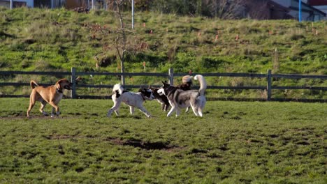 Dogs-playing-on-a-lush-green-field-with-a-fence-in-the-background,-bright-sunny-day