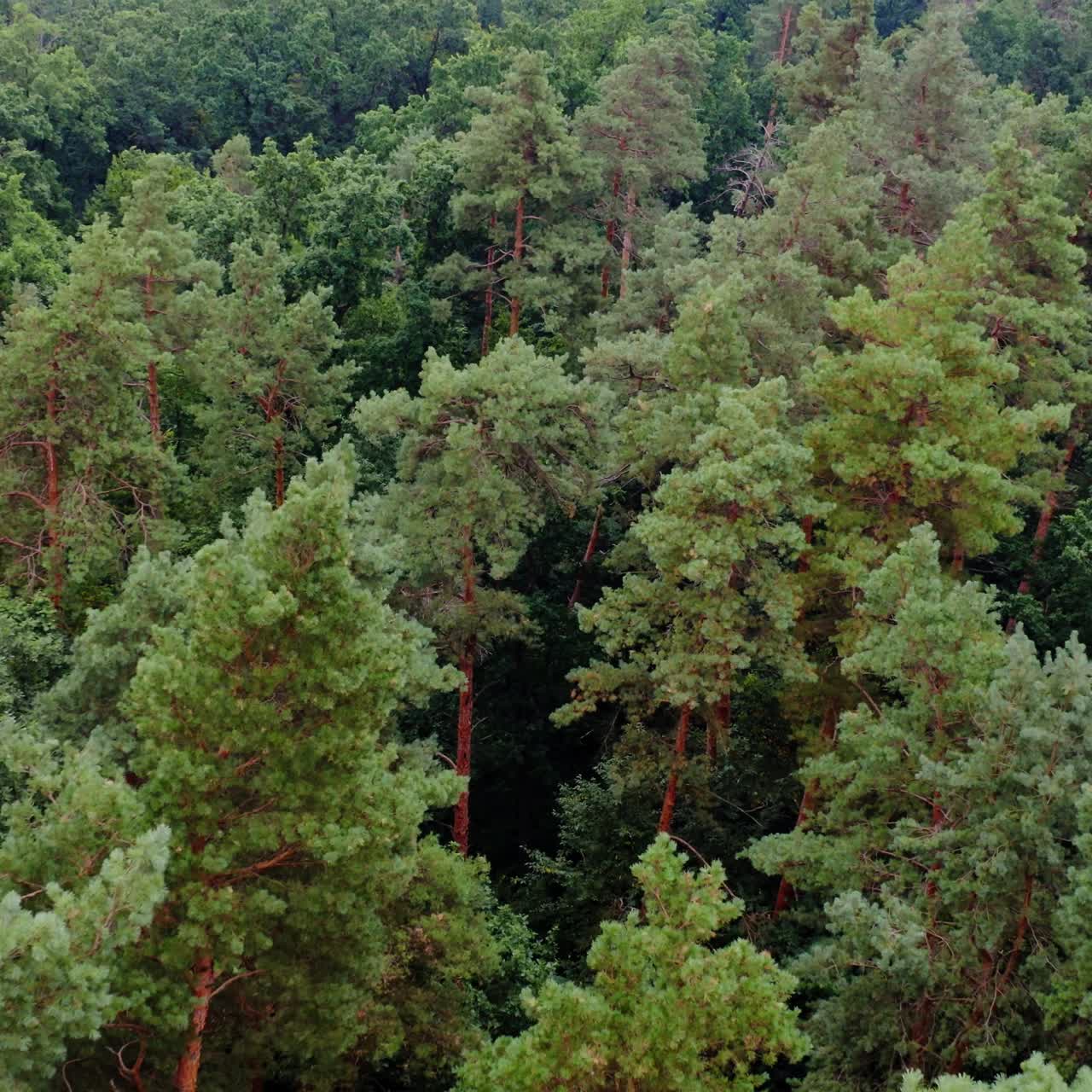 Tops of pine trees. Beautiful nature of the forest in summer. Flight over the green trees. Coniferous trees. View from above.