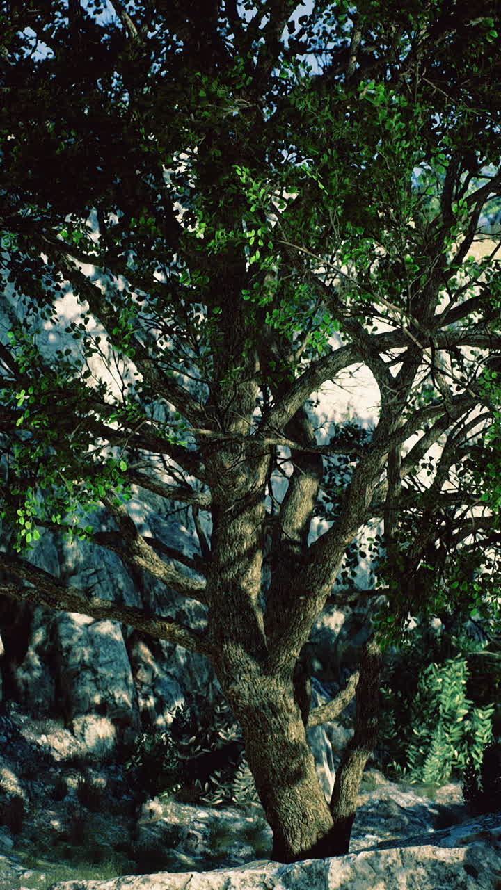 Nestled amid rugged rocks a large tree thrives in the warm afternoon sun
