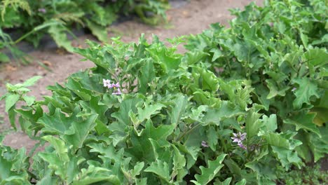 Eggplants-growing-in-the-garden,-slider-left