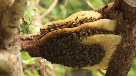 vertical frame of an entire honeycomb hanging from a branch with a colony of wild apis mellifera carnica or western honey bees with specimen coming and going from the hive