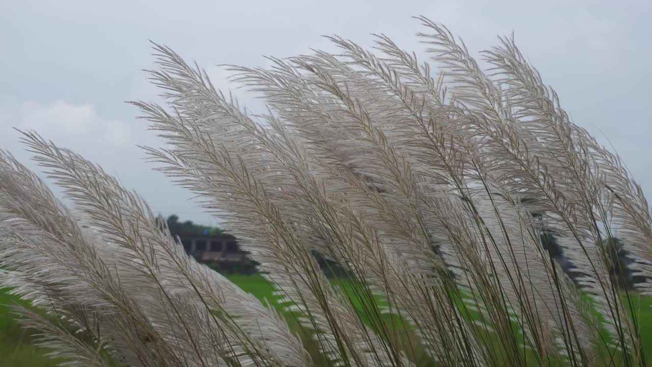 가을 하늘에 카슈 꽃이 피고 있다