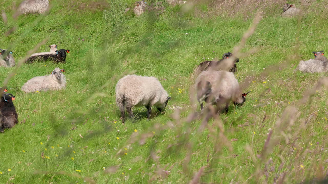 야생 양이 걷고 나서 풀을 먹기 위해 멈춘다 - 4k 60fps