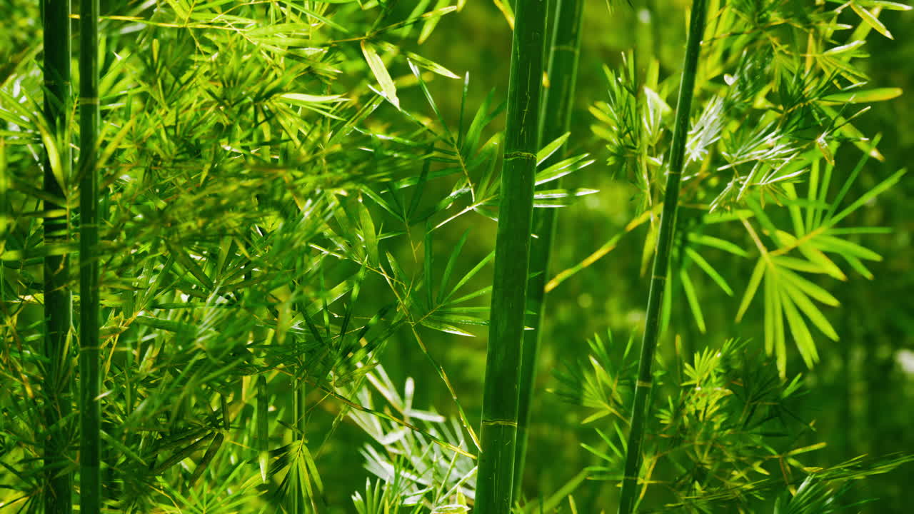 бамбуковая роща в густом тумане