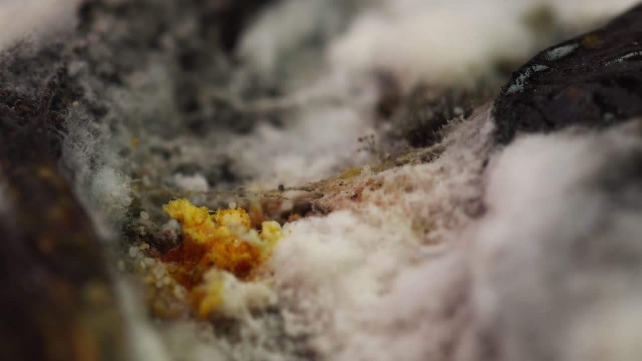 Mycelium af mikroskopiske skimmelsvampe, der vokser på en rådden tomat, og bittesmå mider.