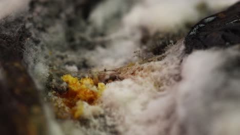 mycelium of microscopic molds growing on rotting tomato, and tiny mites