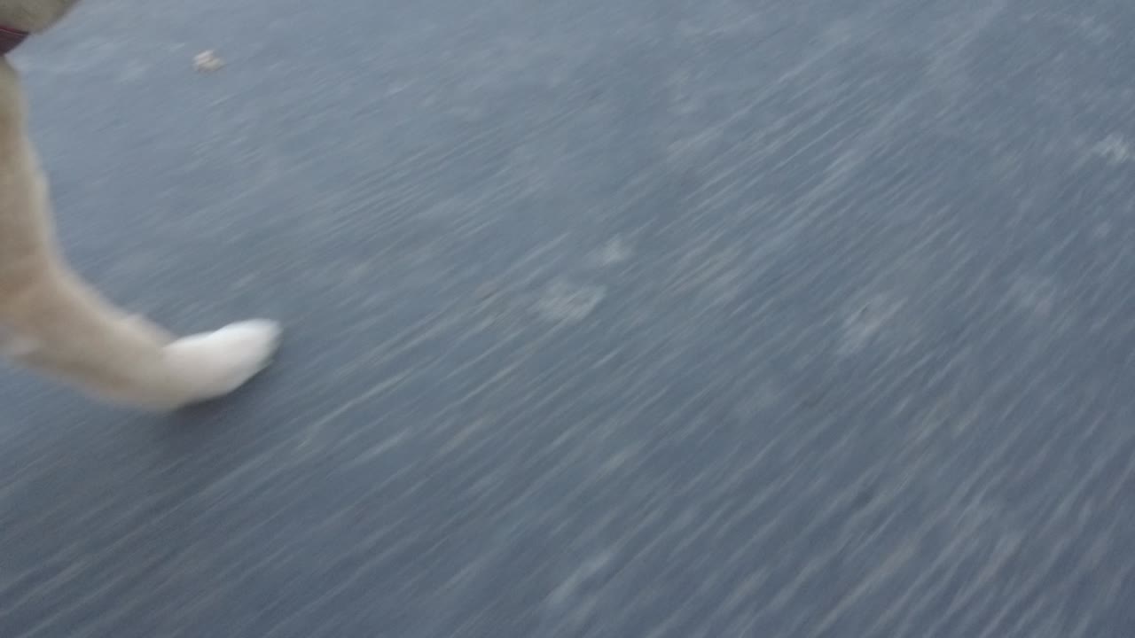 paseando un cachorro golden retriever