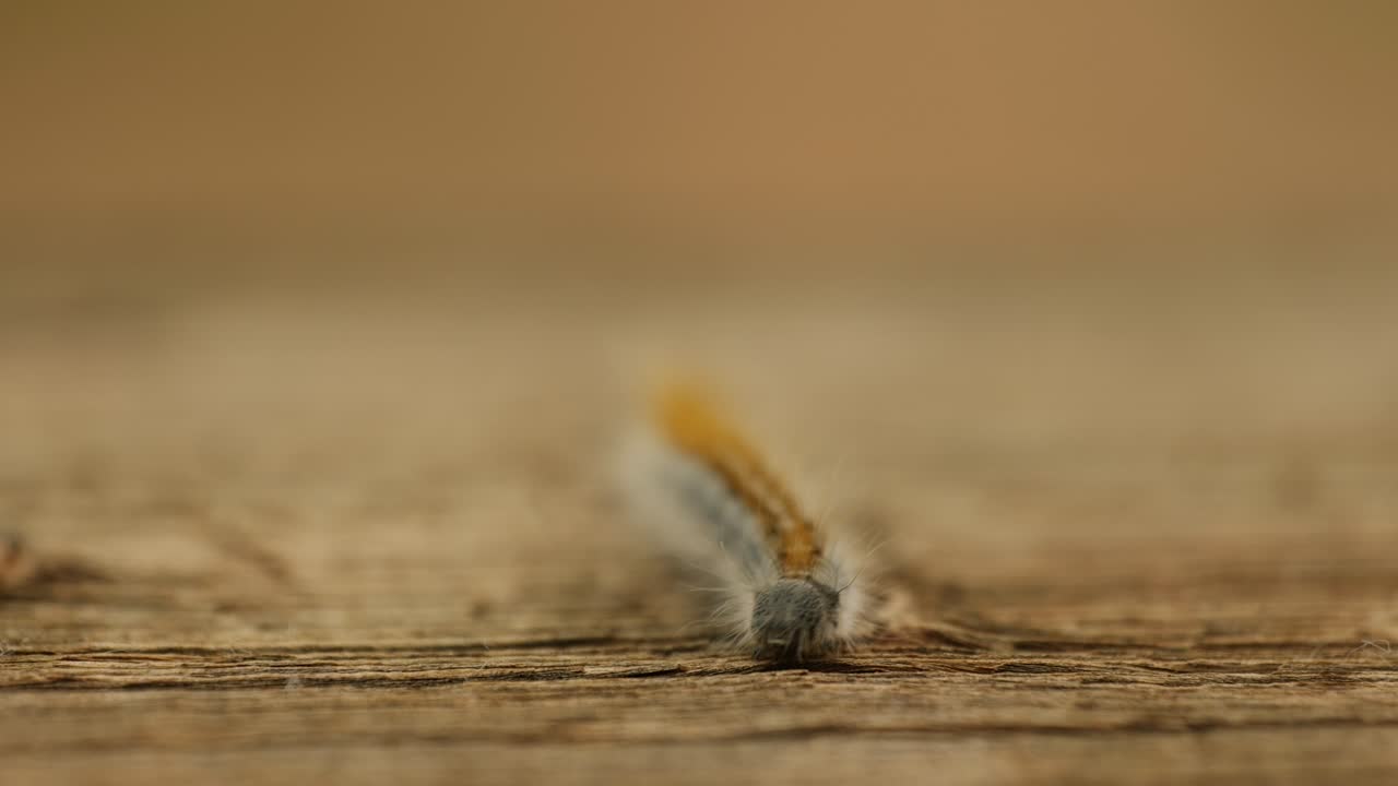 primer plano macro extremo y cámara lenta extrema de una polilla de oruga de tienda occidental caminando hacia la cámara en una baranda de madera