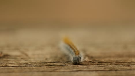 primer plano macro extremo y cámara lenta extrema de una polilla de oruga de tienda occidental caminando hacia la cámara en una baranda de madera