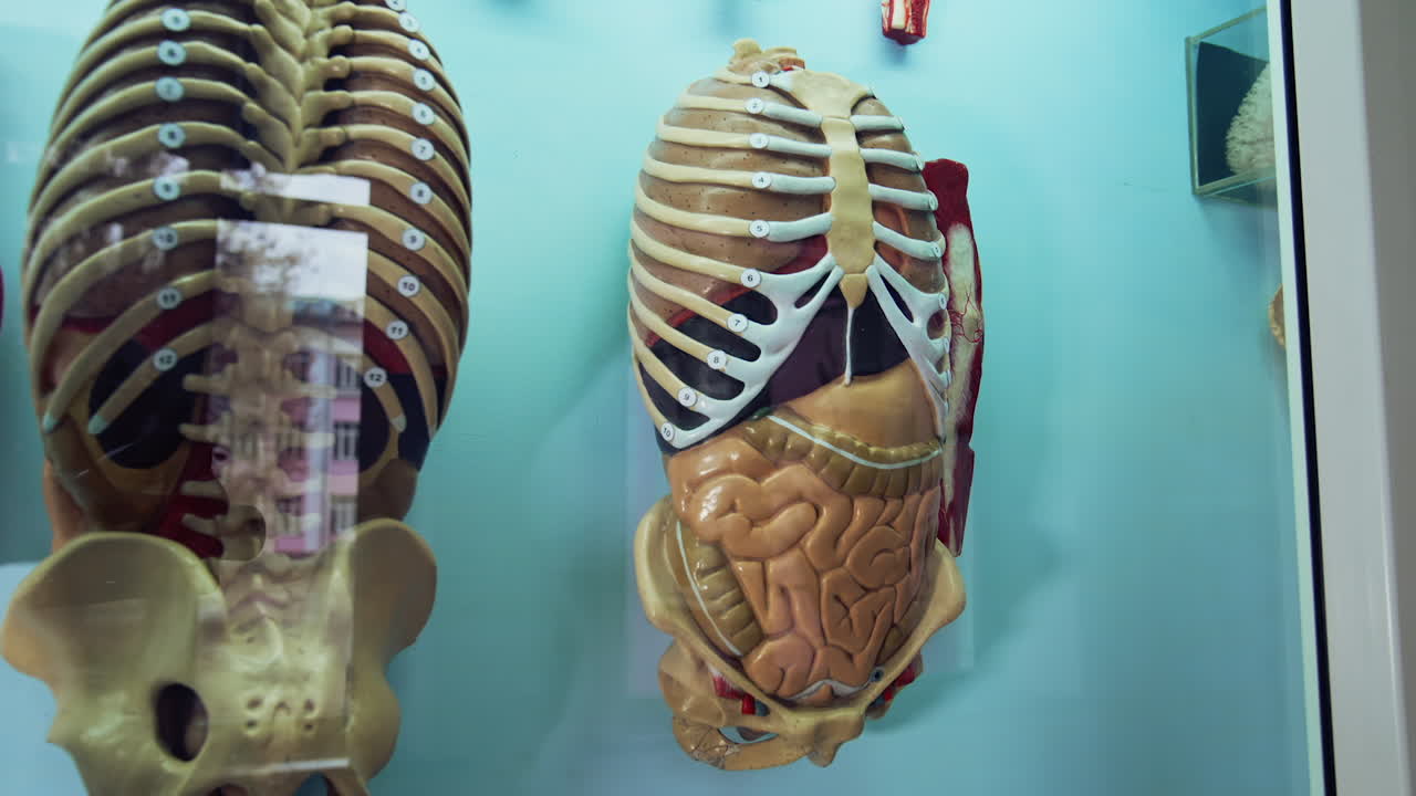 Artificial model of internal organs. Anatomical model of the person's body. Medical phantom. Dummy of internal organs. Close-up.