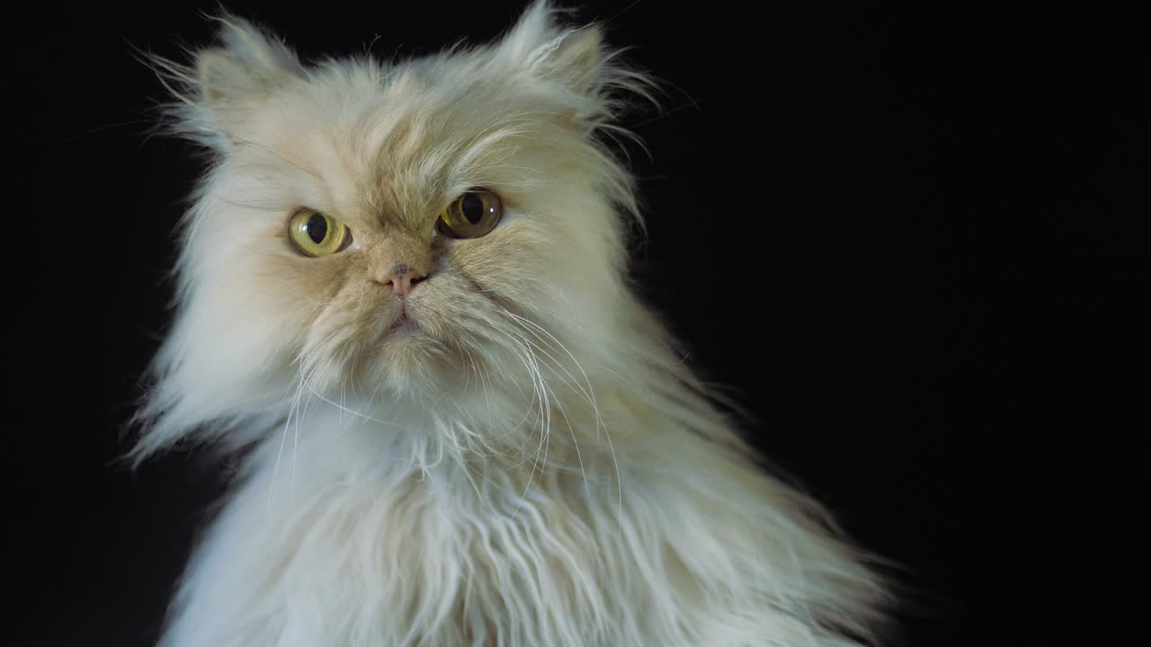 Persian cat on a black background. A cat of a peach color sits and looks at the camera, licking and winking at the eye