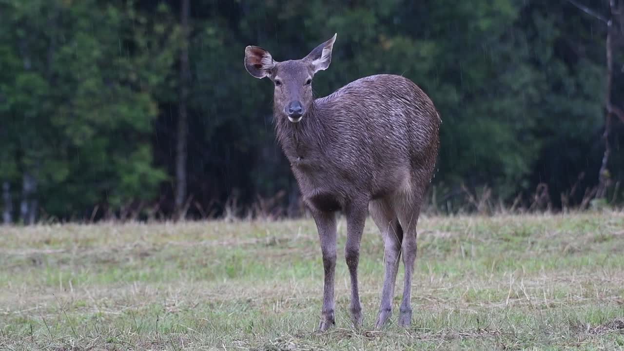 el ciervo sambar es una especie vulnerable debido a la pérdida de hábitat y la caza
