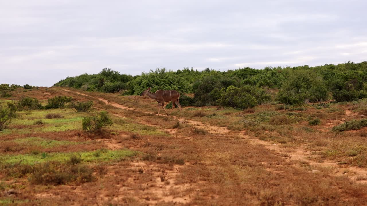 animal caminando a través del camino en el paisaje de la estepa. antílope en busca de comida. parque safari, sudáfrica