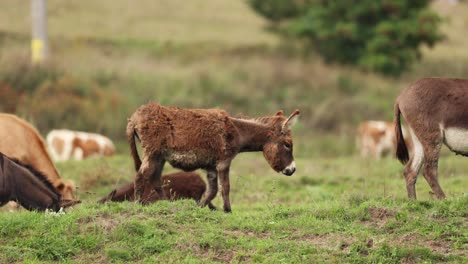 a mother donkey and its young walk on grassy hill with grazing cows in the background - slow motion