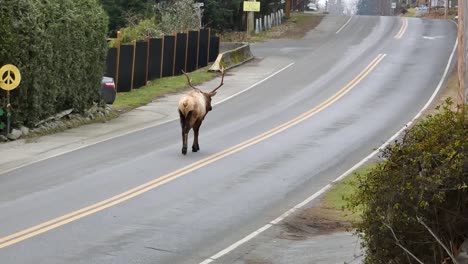 big elk with antlers walking down the middle of the road in small town canada