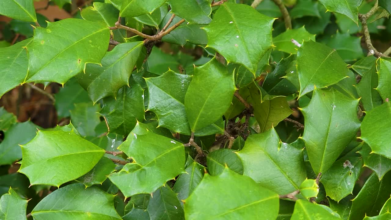 eryngium maritimum, sea holly 또는 seaside eryngo의 클로즈업 샷은 식물 가족 apiaceae에 있는 eryngium의 종입니다.