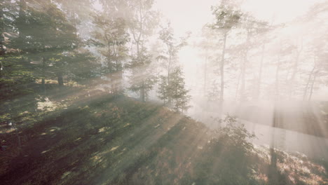 wooded forest trees backlit by golden sunlight