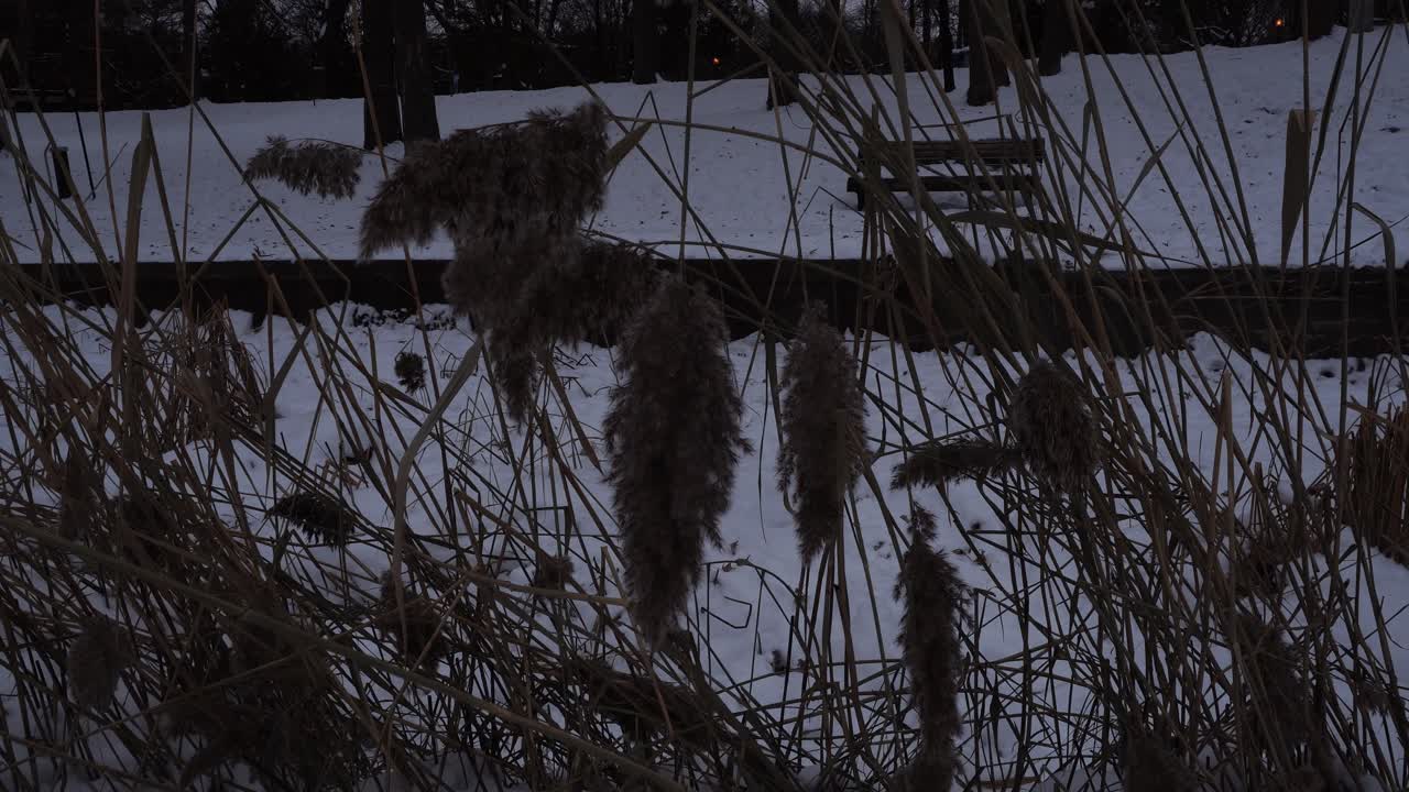Vista al crepuscolo di alte canne di phragmites essiccate in un parco innevato. Lo sfondo presenta una panchina di legno, alberi e sagome scure sotto un cielo serale fioco.