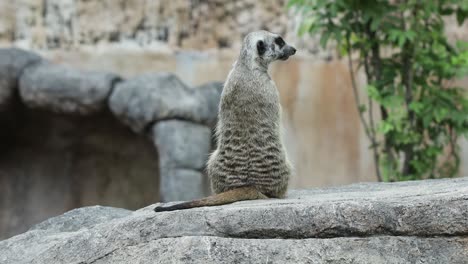 meerkat standing alert on stone in natural habitat with rocky background