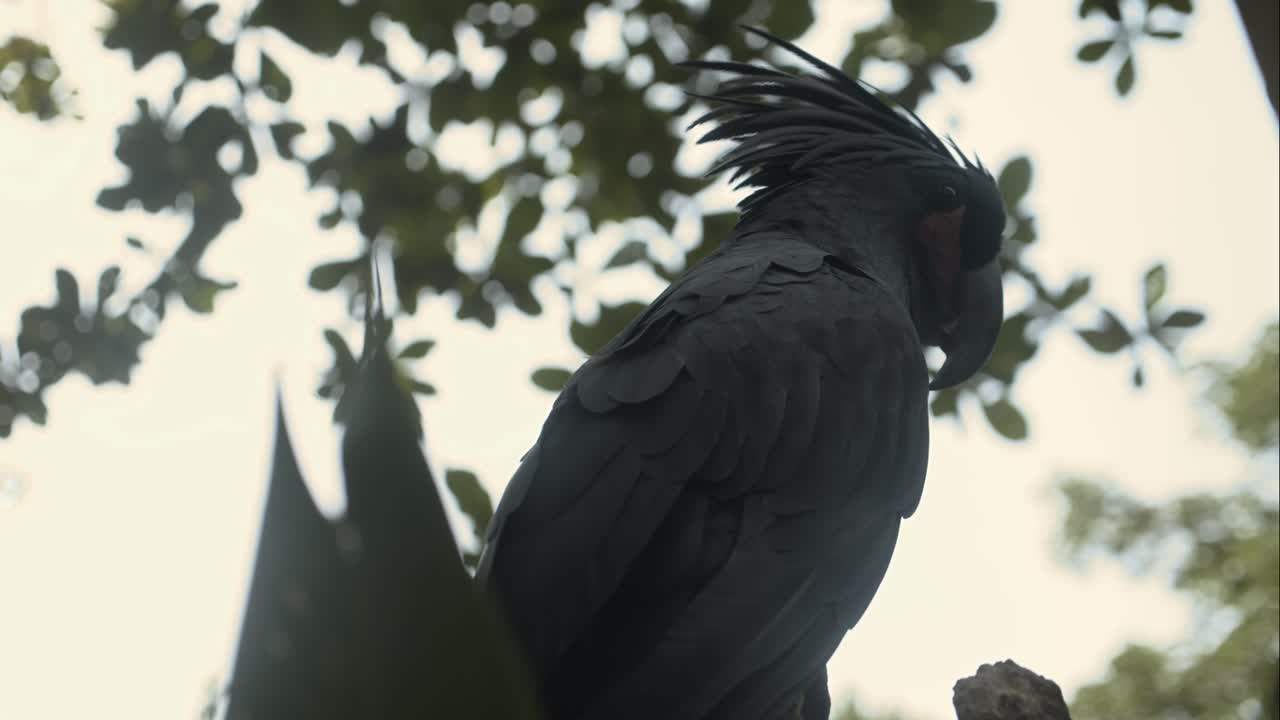 los loros guacamayo con hermosas plumas se dan la vuelta