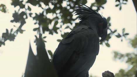 macaw parrots with beautiful feathers turns around