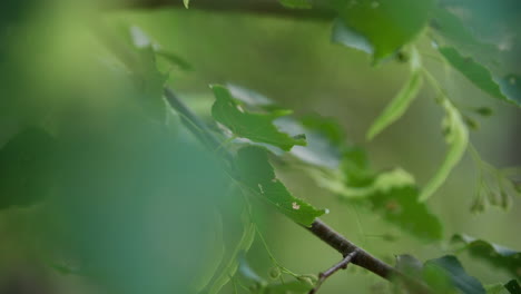 green leaves on thin branches on tree blowing in the breeze