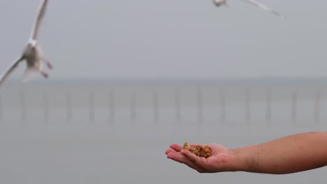 seagulls snatching food from a man's hand, bang pu recreation center, samut prakan, thailand