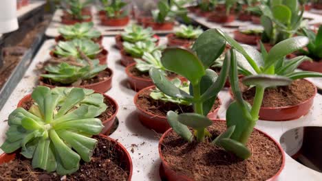 A-close-up-shot-of-small-tree-sapling-in-clay-tubs-in-the-morning-time