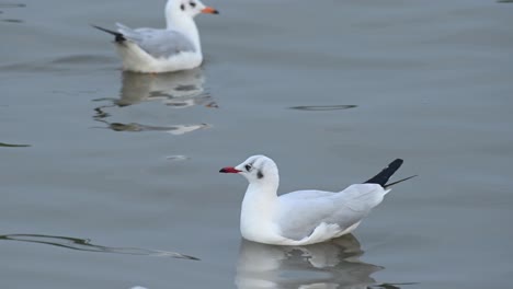 seagull, laridae, floating on water during the afternoon, bueng boraphet, samut prakan, thailand