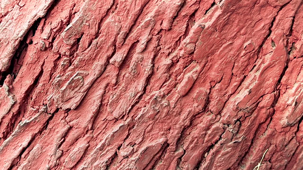 Primo piano dettagliato della texture della corteccia di un albero con ricchi motivi naturali. Ideale per sfondi, sovrapposizioni di design, temi naturali e visualizzazioni di texture organiche