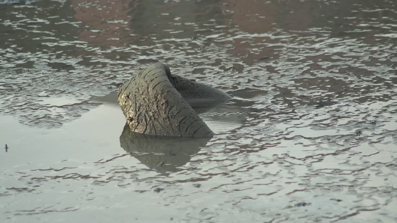 neumático viejo abandonado en el barro