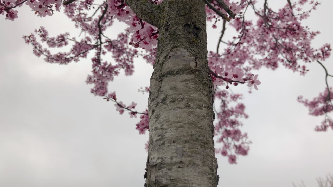 The spring flowers The spring flowers