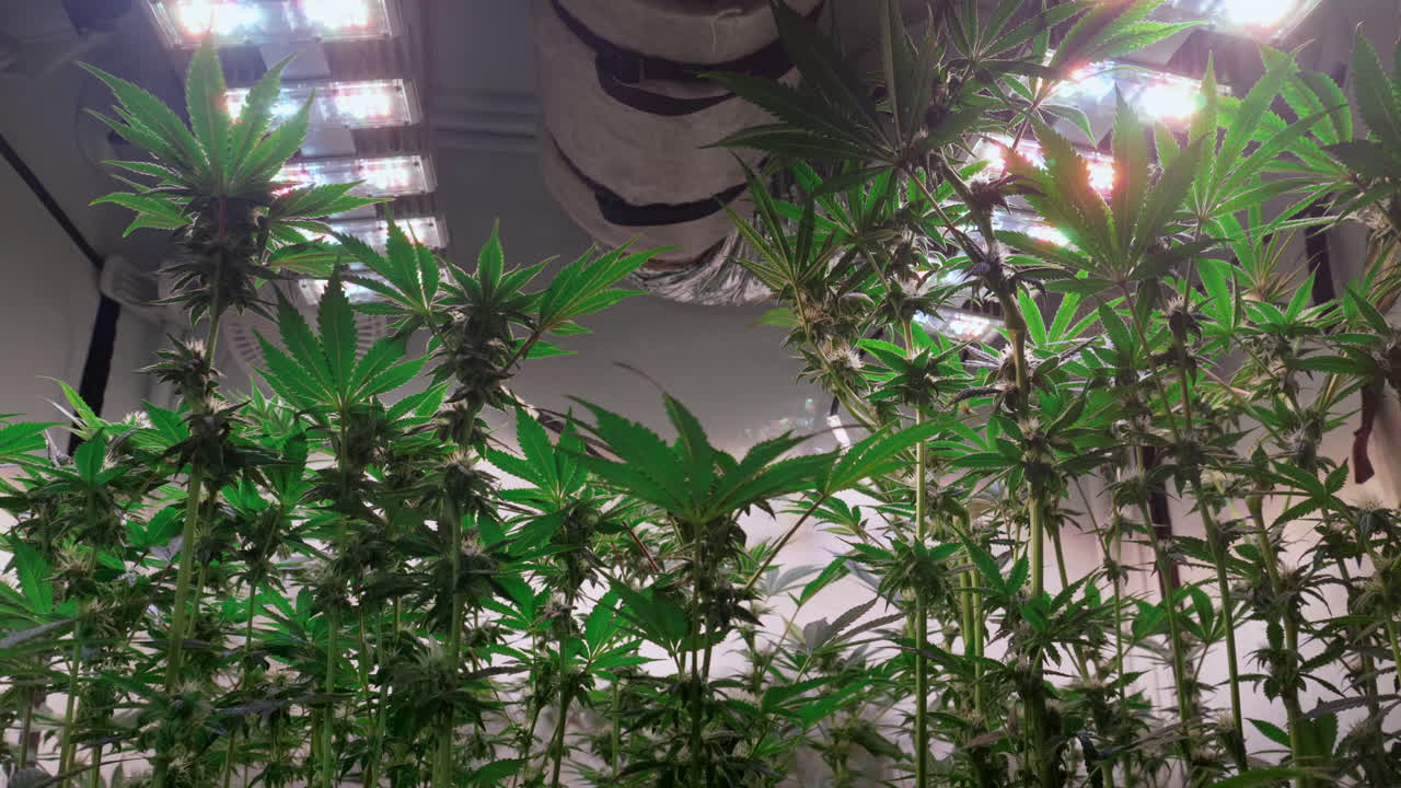 개화 단계에서 성장 텐트에서 자라는 대마초 식물의 샷