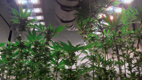 toma de plantas de cannabis que crecen en una carpa de cultivo durante la etapa de floración