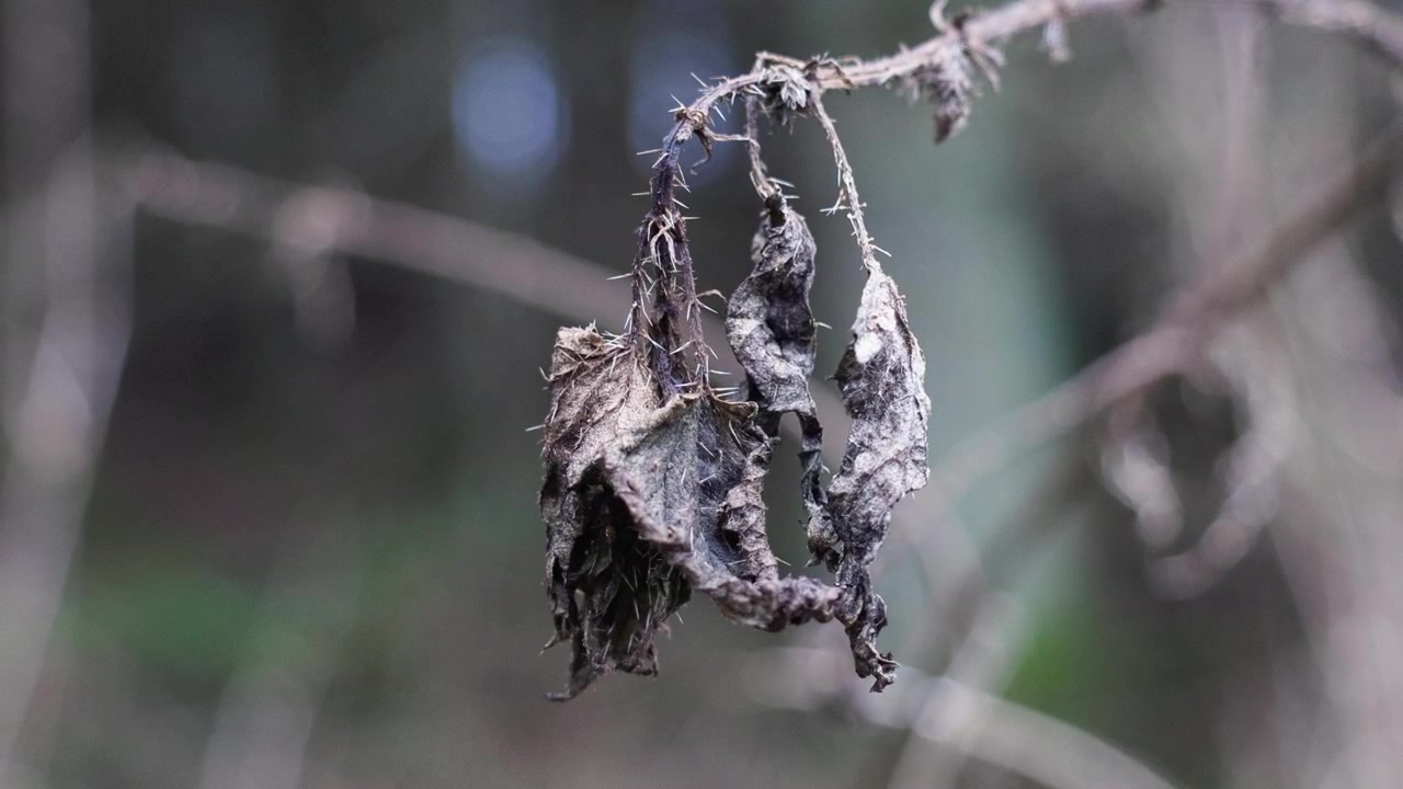 Visão macro detalhada de uma folha morta e murcha coberta de espinhos afiados, pendurada na floresta úmida, capturando temas de decadência, inverno e mudança de estações.