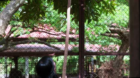 madre ayudando al niño a recoger hojas, las hojas se recogen para el ciervo en el zoológico