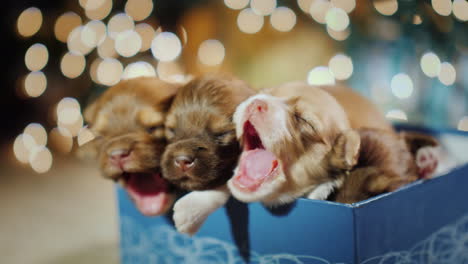 A-Little-Sleepy-Puppy-In-A-Gift-Box-Against-A-Background-Of-Blurred-Garland-Lights