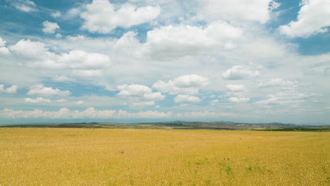 Idyllic-yellow-field-in-summer-breeze-below-blue-sky-with-white-clouds