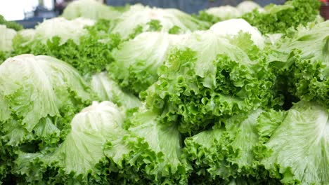 fresh lettuce in a grocery market