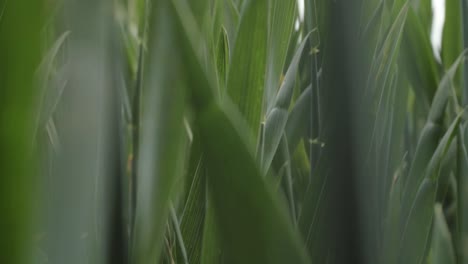 Young-wheat-crops-on-farmland-growing-zoom-close-up-shot