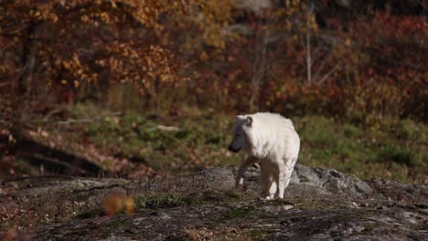 arctic-wolf-laying-down-gets-up-rocky-autumn-forest-scene