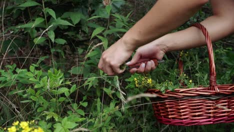 slow motion tracking shot of spotted st john’s wort being foraged