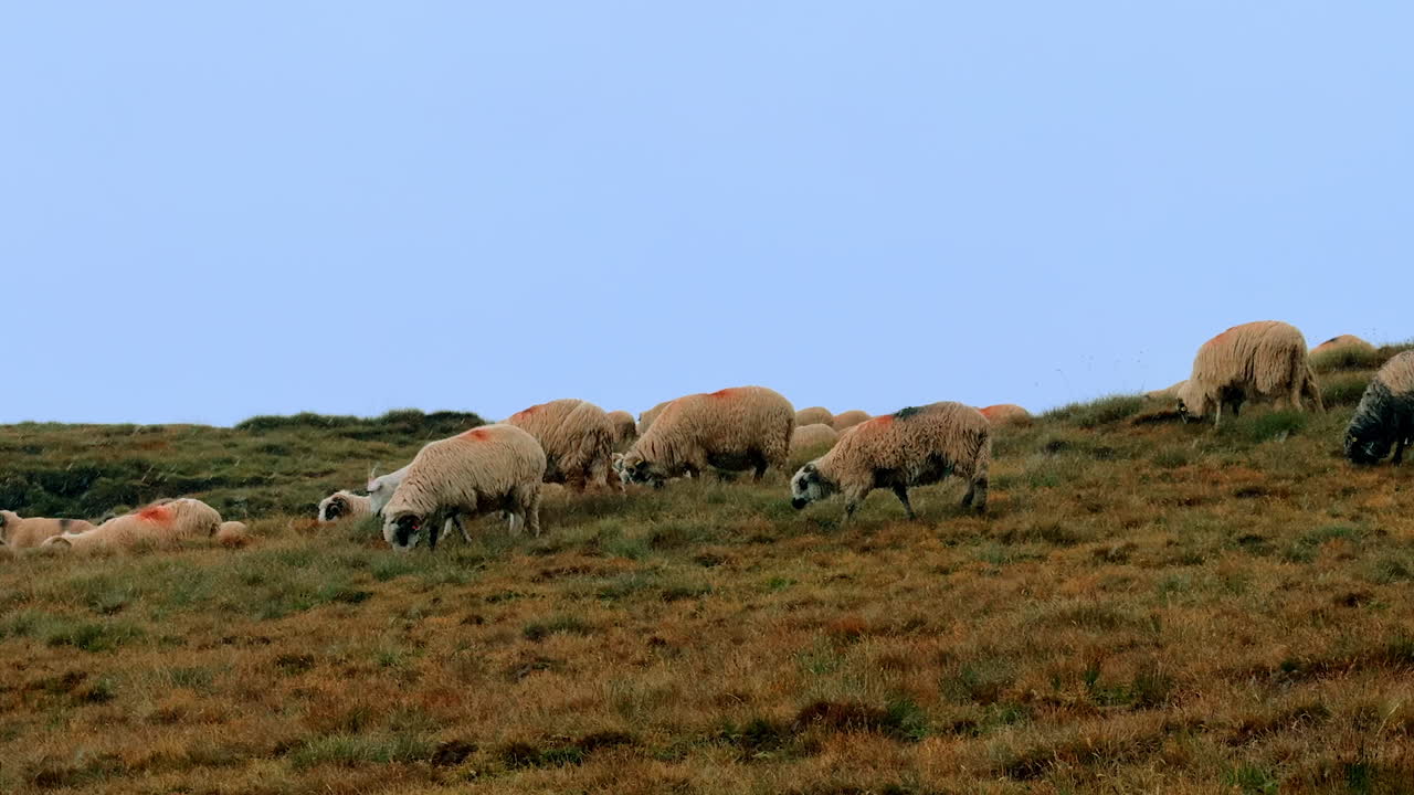 Gregge di pecore al pascolo sul crinale di una montagna. La mandria si sposta sul pendio erboso con un cielo azzurro sullo sfondo