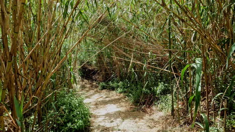 POV-shot-while-walking-through-a-path-surrounded-with-bamboo-plants-on-a-sunny-day