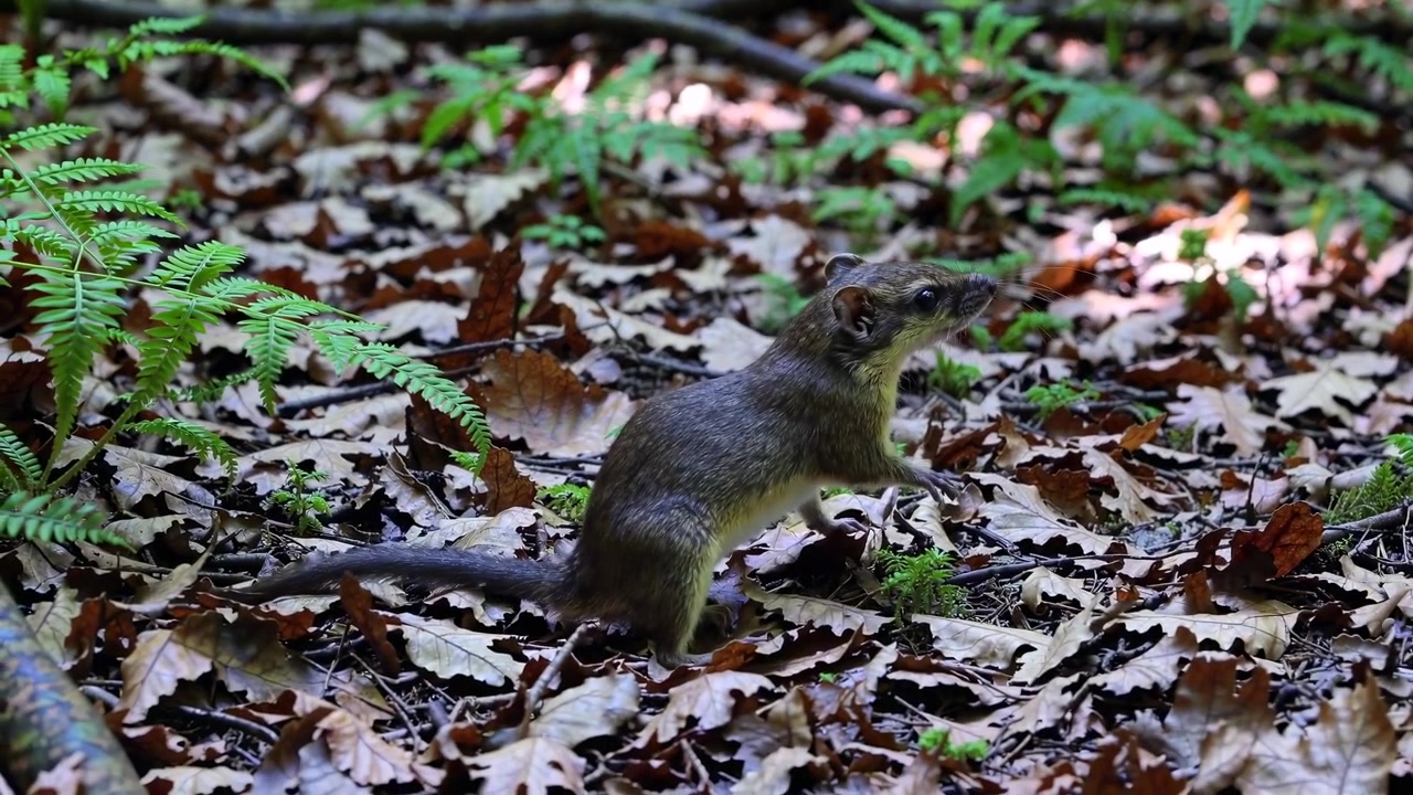Un piccolo toporagno che cammina e cerca cibo sul suolo della foresta