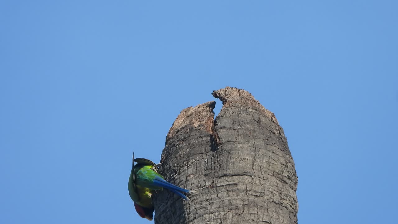 parrot chilling on tree .