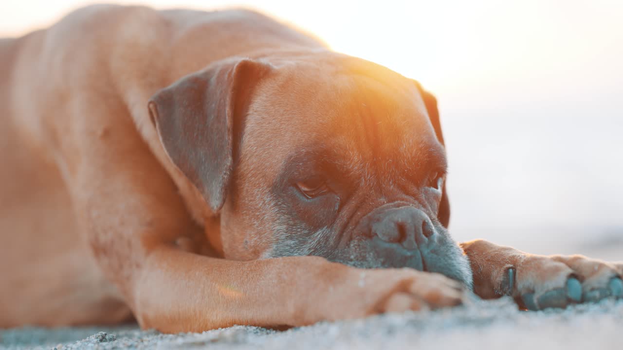 Boxer dog lying on the sand at sunset
