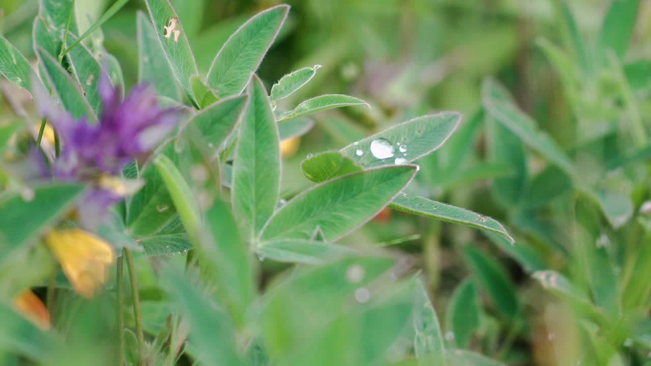 Delicate Meadow Plants with Dew Drops
