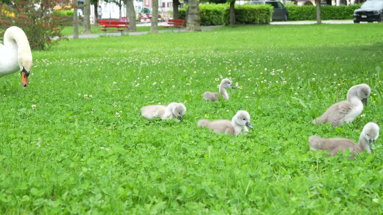 Swan with cygnets walking through clover-filled grass in a city park